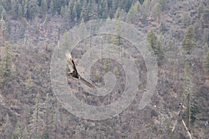 Flying Turkey Vulture and Distant Forest