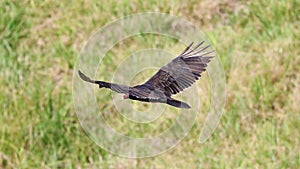 Flying turkey vulture looking for prey, scavenger avian in the skies of Costa Rica