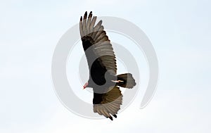 Flying turkey vulture looking for prey, scavenger avian in the skies of Costa Rica