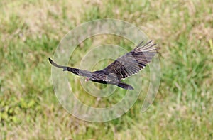 Flying turkey vulture looking for prey, scavenger avian in the skies of Costa Rica