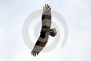 Flying turkey vulture looking for prey, scavenger avian in the skies of Costa Rica