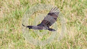 Flying turkey vulture looking for prey, scavenger avian in the skies of Costa Rica