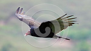 Flying turkey vulture looking for prey, scavenger avian in the skies of Costa Rica