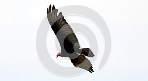 Flying turkey vulture looking for prey, scavenger avian in the skies of Costa Rica