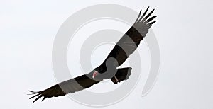 Flying turkey vulture looking for prey, scavenger avian in the skies of Costa Rica