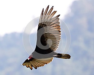 Flying turkey vulture looking for prey, scavenger avian in the skies of Costa Rica