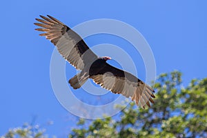 Flying Turkey Vulture with Spread Wings in Blue Sky