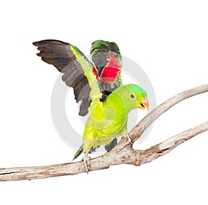 Flying up Red-Winged Parrot (Aprosmictus erythropterus). isolated