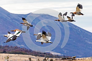 Flying upland geese in Patagonia