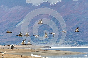 Flying upland geese in Patagonia