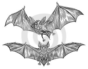 Flying vampire bat. Vintage sketch vector illustration. Design elements for Halloween holiday decoration