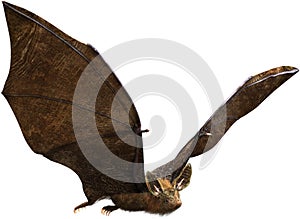 Flying Vampire Bat, Halloween, Isolated, Wildlife