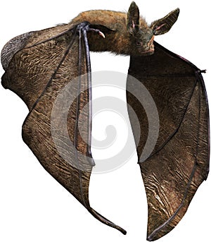 Flying Vampire Bat, Halloween, Isolated, Wildlife