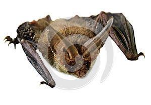 Flying Vampire bat isolated on white background