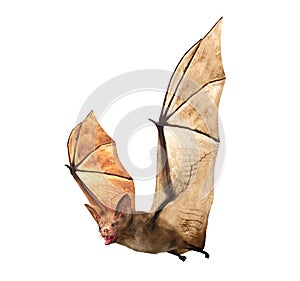 Flying Vampire bat isolated on white background