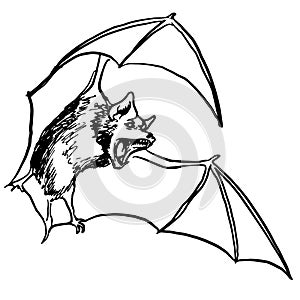 Flying Vampire Bat, isolated on white background. Black magic, witchcraft, darkness symbol. Vintage Vector Element. Tattoo, T-