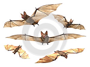 Flying Vampire bats