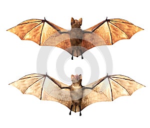 Flying Vampire bats isolated on white background