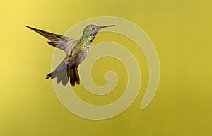 A flying versicolored emerald photo