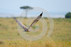 Flying vulture