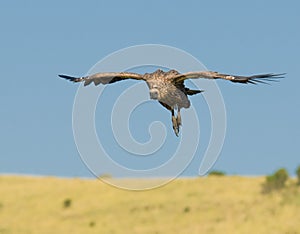 Flying vulture, masai mara, kenya