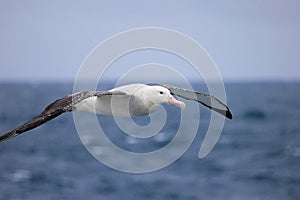 Flying Wandering Albatross, Snowy Albatross, White-Winged Albatross or Goonie, diomedea exulans, Antarctica photo