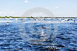 Flying water birds in Danube Delta