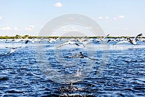 Flying water birds in Danube Delta