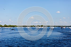 Flying water birds in Danube Delta