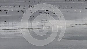 Flying waterfowl over Nonnensee, Germany