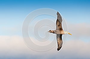 Flying waved albatross Galapagos Islands photo