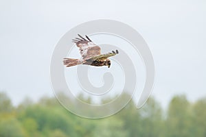 Flying western marsh harrier, Dutch landscape