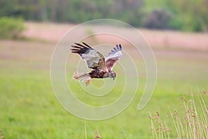 Flying western marsh harrier, the Netherlands