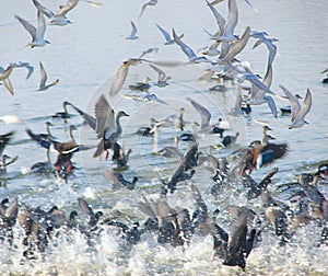 Flying Whiskered Terns at Randarda Lake, Rajkot