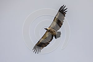 Flying White backed vulture