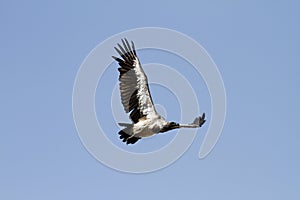 Flying White-Backed Vulture