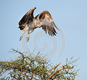 Flying White-backed vulture