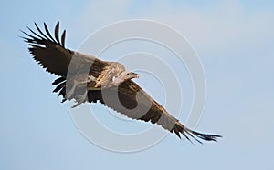 Flying White-backed vulture