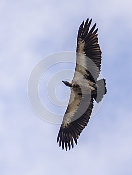 Flying White backed vulture