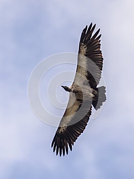 Flying White backed vulture