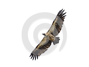 Flying White backed vulture on white background