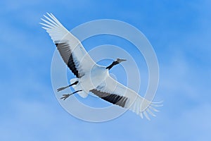 Flying White bird Red-crowned crane, Grus japonensis, with open wing, blue sky with white clouds in background, Hokkaido, Japan photo