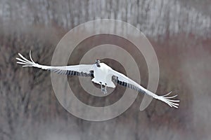 Flying White bird Red-crowned crane, Grus japonensis, with open wing, with snow storm, forest habitat in the background