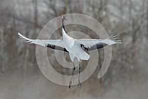 Flying White bird Red-crowned crane, Grus japonensis, with open wing, with snow storm, Hokkaido, Japan photo