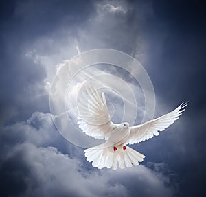 Flying white dove on blue sky background