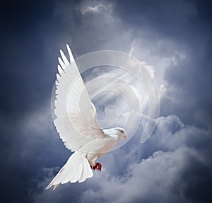 Flying white dove on blue sky background