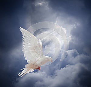 Flying white dove on blue sky background