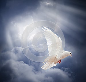 Flying white dove on blue sky background