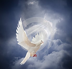 Flying white dove on blue sky background