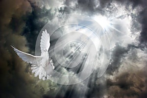 Flying white dove in front of stormy sky